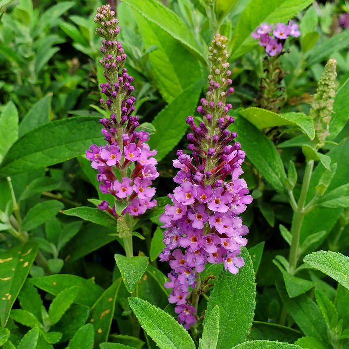 Buddleia Birthday Cake® PPAF