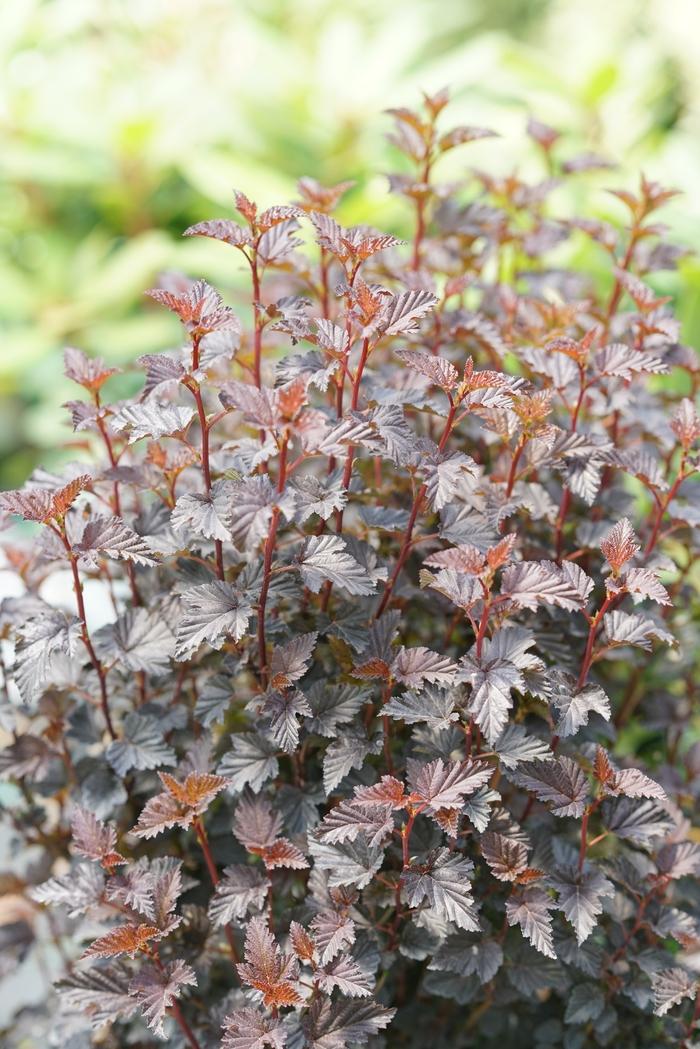 Physocarpus opulifolius Summer Wine® Black