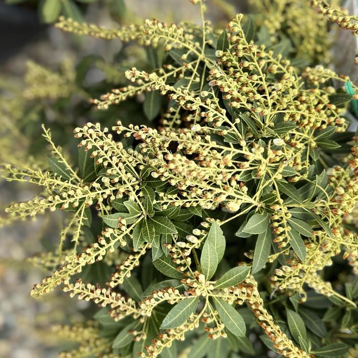 Pieris japonica yakushimanum Cavatine