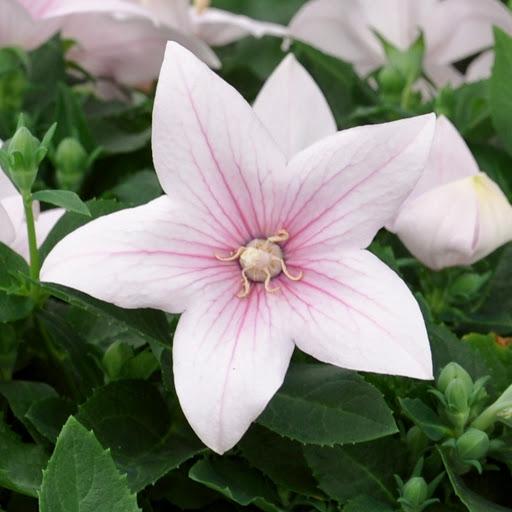 Platycodon Pop Star™ Pink