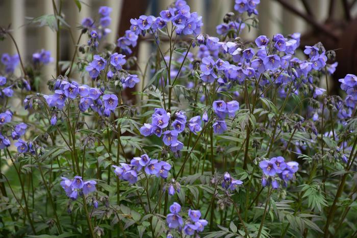 Polemonium Heaven Scent