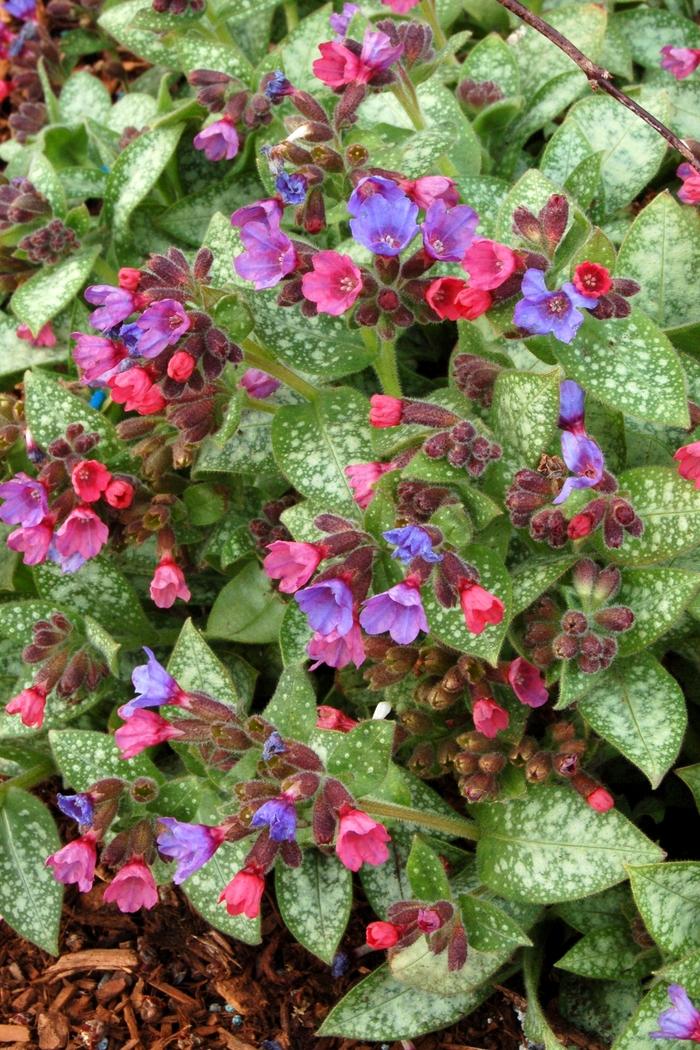 Pulmonaria Dark Vader PP12333