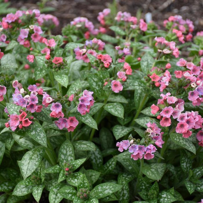 Pulmonaria Pretty in Pink