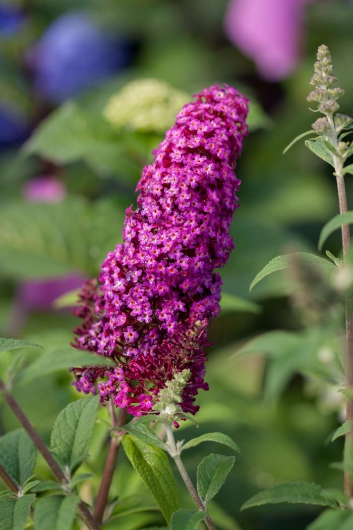 Buddleia davidii Funky Fuchsia™ PP26278
