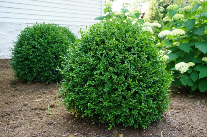Buxus NewGen® Independence&reg;