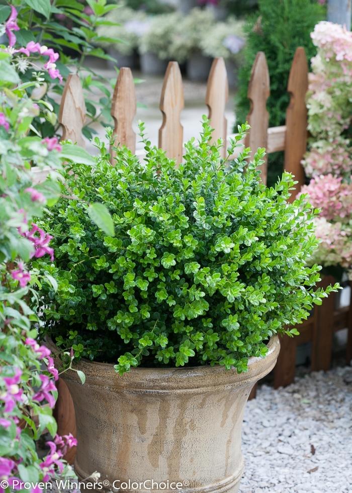 Buxus microphylla Sprinter