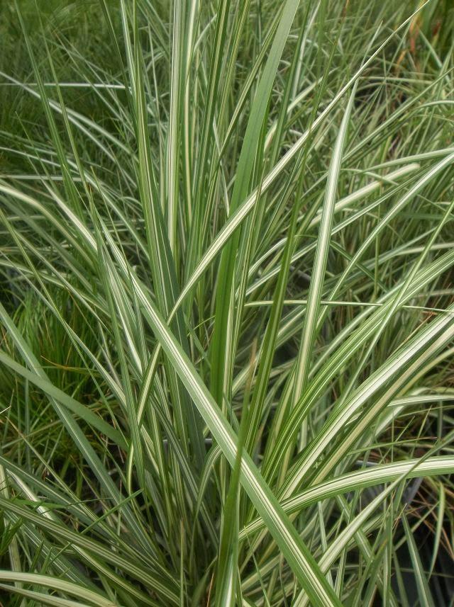 Calamagrostis acutiflora Lightning Strike®