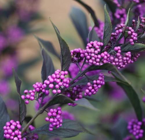 Callicarpa x Pearl Glam® PP24014