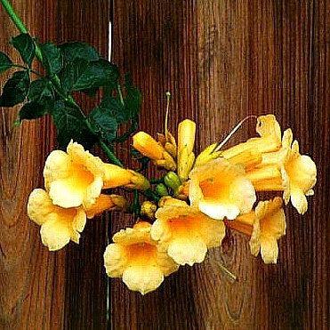 Campsis radicans Flava