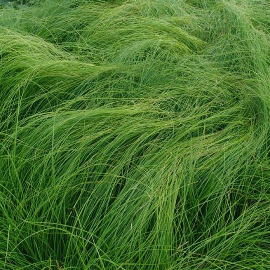Carex appalachica 
