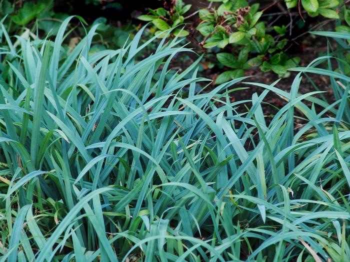 Carex laxiculmus Bunny Blue® Hobb