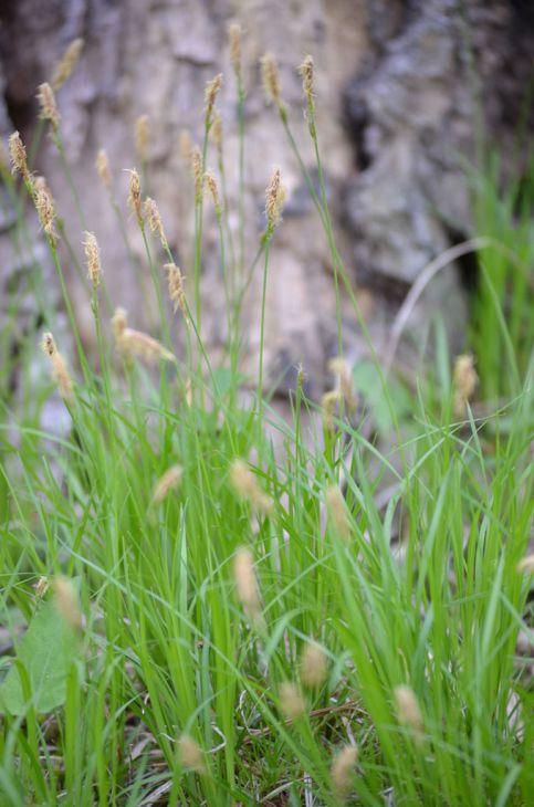 Carex pensylvanica 