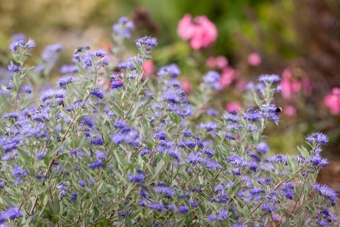 Caryopteris x clandonensis Sapphire Surf™