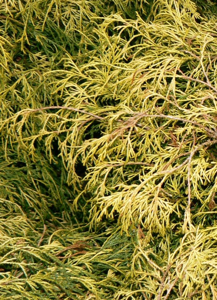 Chamaecyparis pisifera Fil. Au. Nana Goldmop