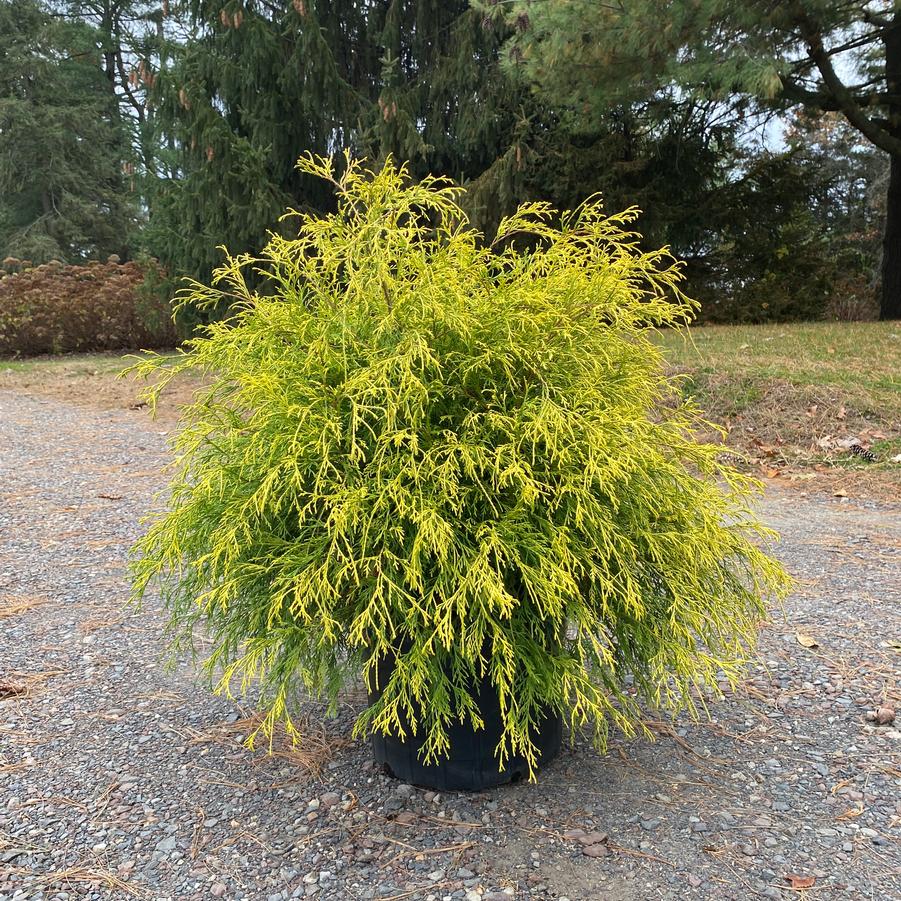 Chamaecyparis pisifera fil. Golden Charm
