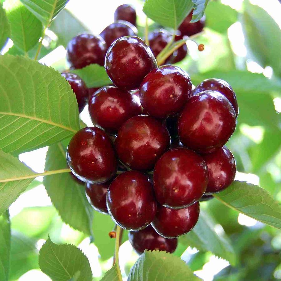 Cherry Semi-Dwarf Lapins