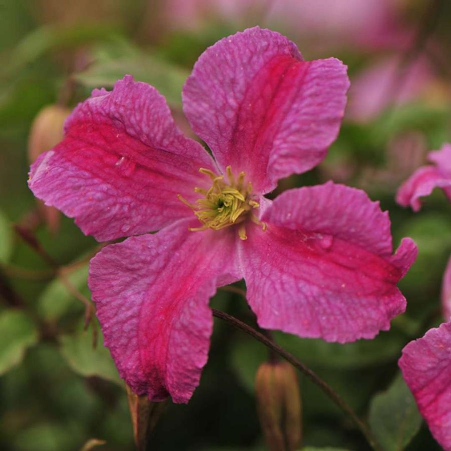 Clematis Pink Mink® PP24374