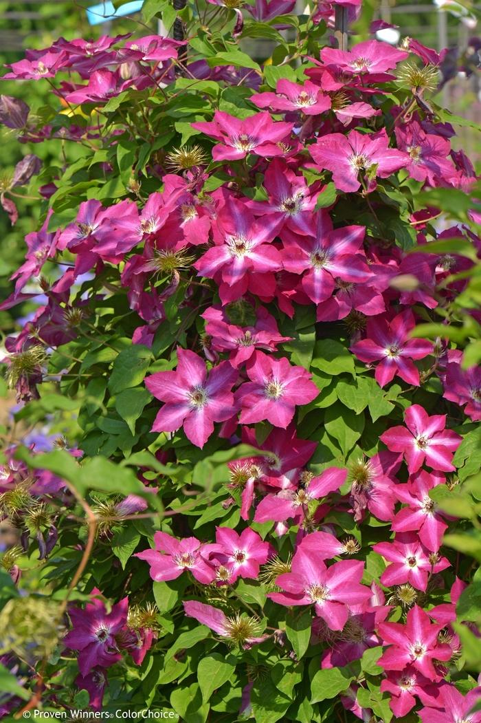 Clematis Viva Polonia