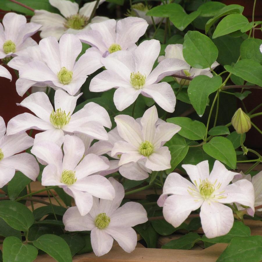 Clematis x Huldine