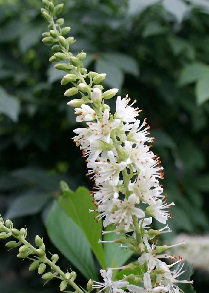 Clethra alnifolia Sugartina® Crystalina PP21561