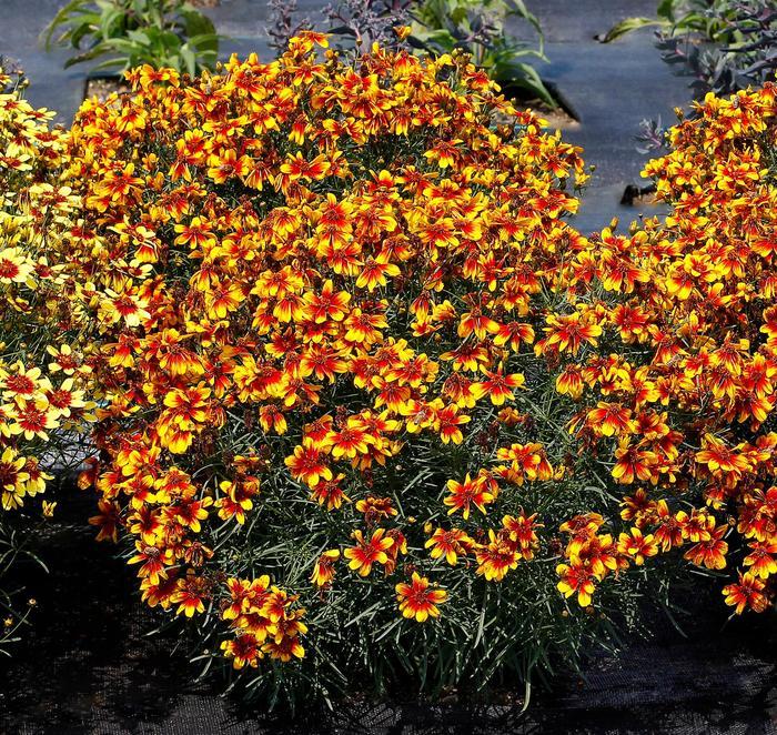 Coreopsis Fall Sensation Sunny Side