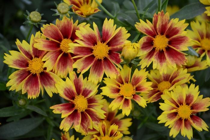 Coreopsis Li'l Bang™ Enchanted Eve PP27857