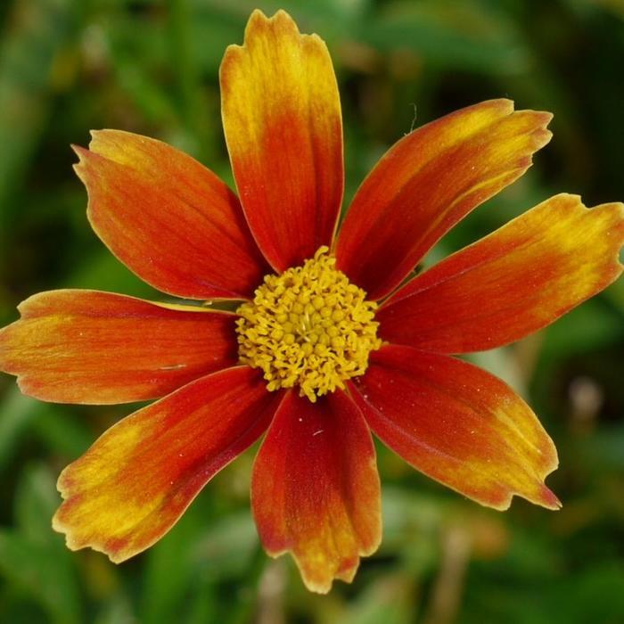 Coreopsis Li'l Bang™ Orange Elf PPAF