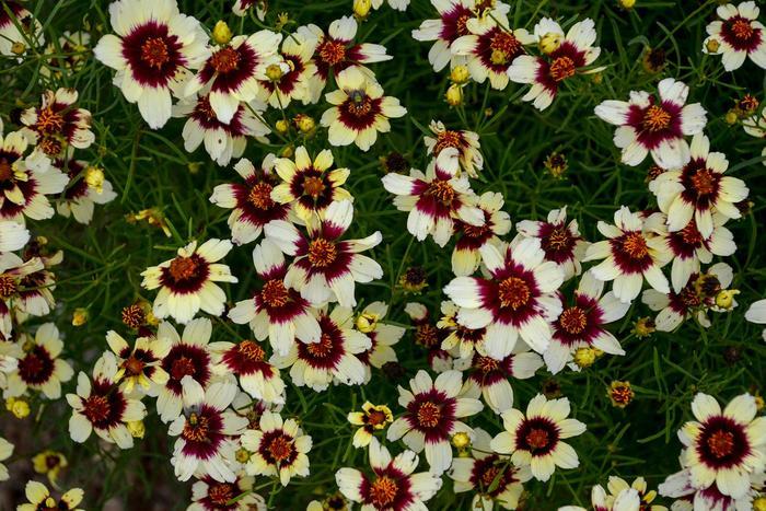 Coreopsis Sizzle & Spice® Red Hot Vanilla PP30909