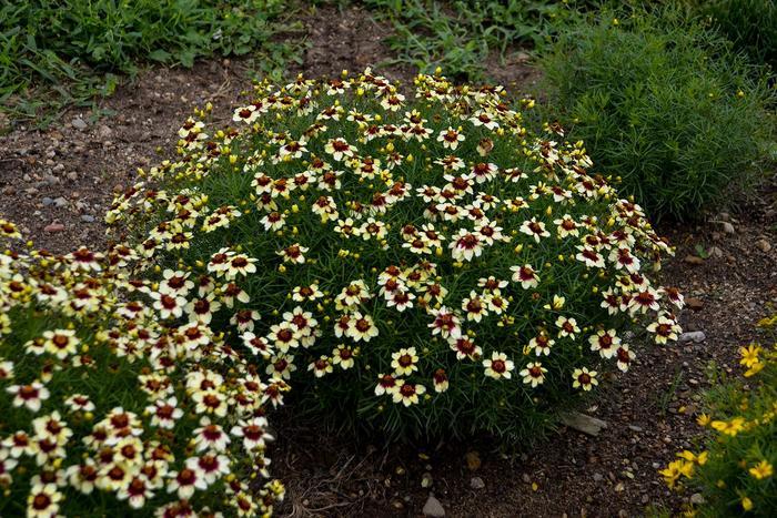 Coreopsis Sizzle & Spice® Crazy Cayenne