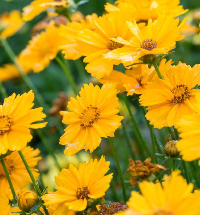 Coreopsis Sunbright Golden