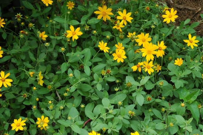 Coreopsis Sunshine Superman