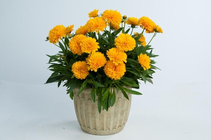 Coreopsis grandiflora Solanna™ Golden Sphere PP25241