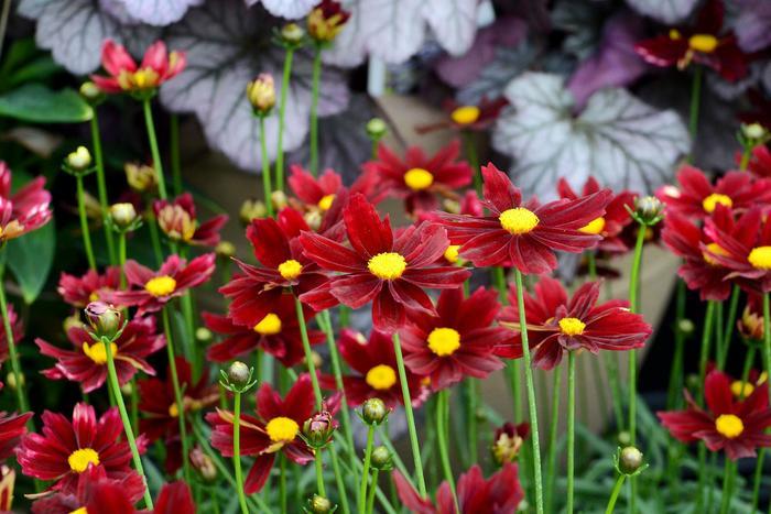 Coreopsis Li'l Bang™ Red Elf PP27918