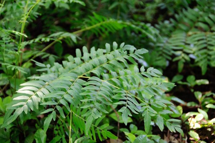 Osmunda regalis spectabilis 