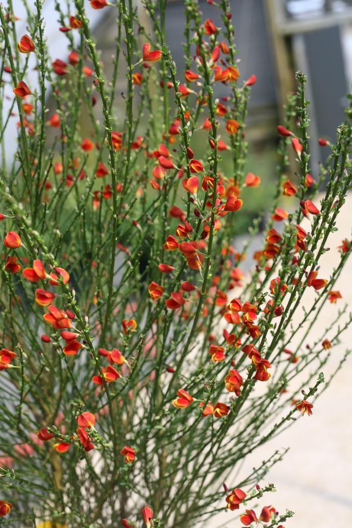 Cytisus scoparius Sister Redhead® PP30214