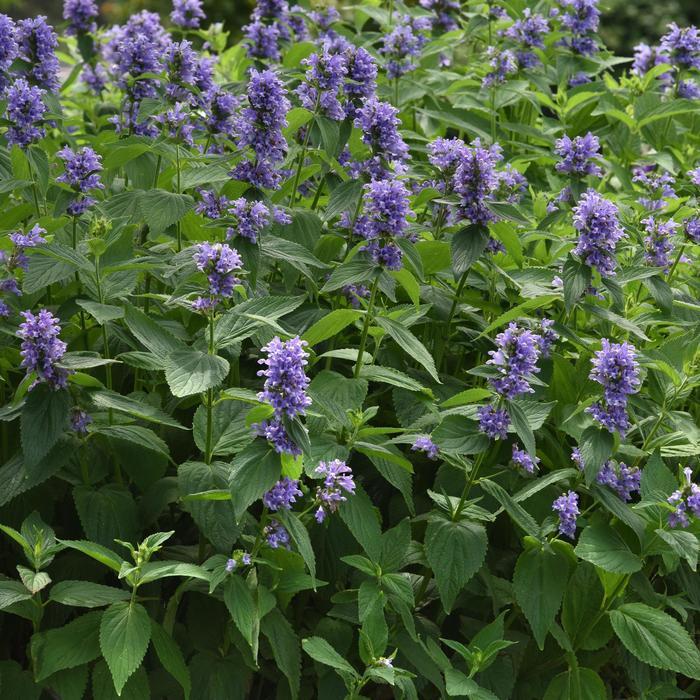 Nepeta Prelude™ Blue PP31901