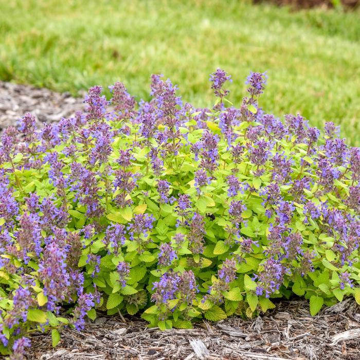 Nepeta Lemon Purrfection PP37243