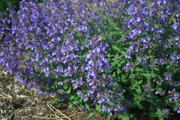 Nepeta x faassenii Junior Walker™ PP23074