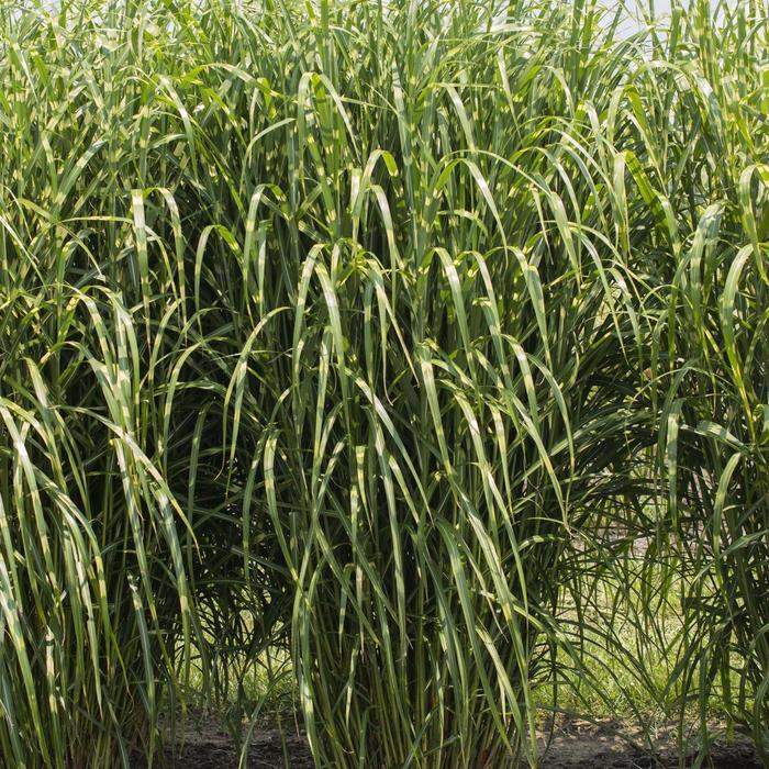 Miscanthus sinensis High Frequency™ PP34712