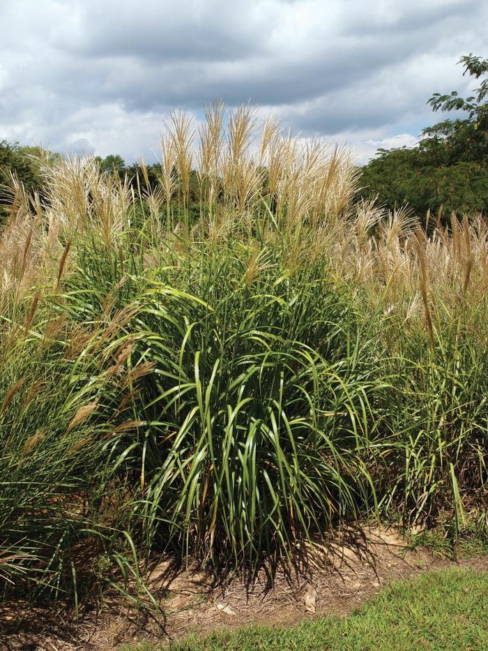 Miscanthus sinensis My Fair Maiden™ PP26387