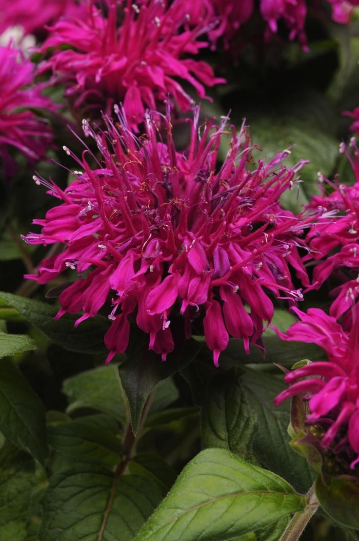 Monarda Balmy™ Purple PP25561