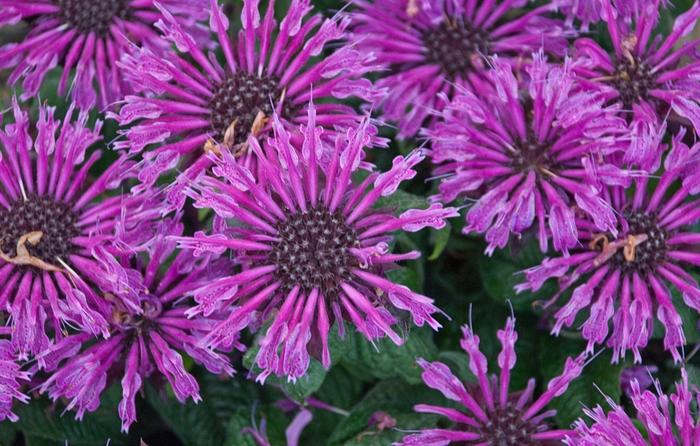 Monarda Leading Lady® Plum
