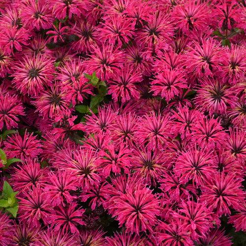 Monarda Leading Lady® Razzberry