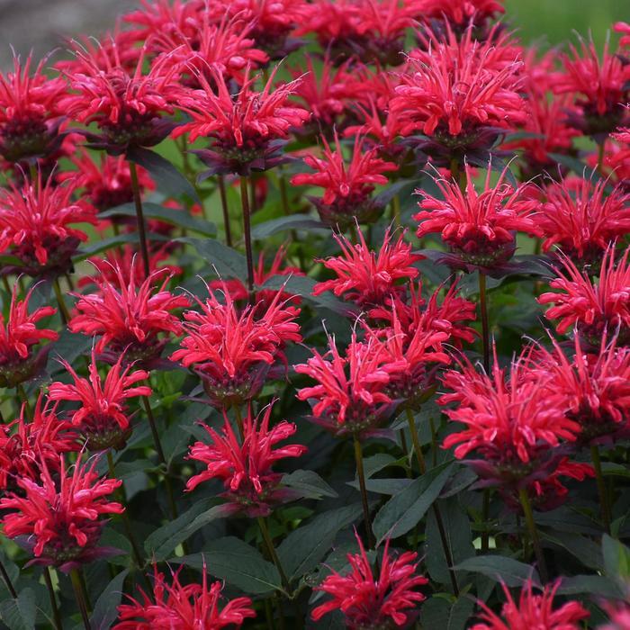 Monarda Upscale® Red Velvet