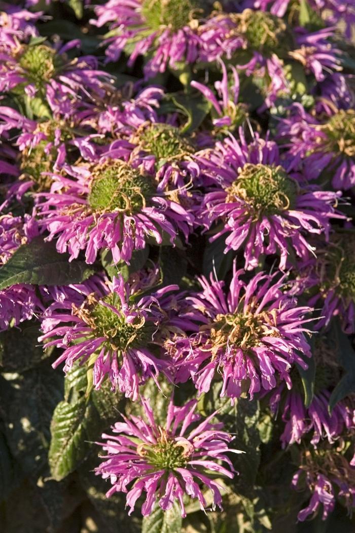 Monarda didyma Grand Parade™ PP19580