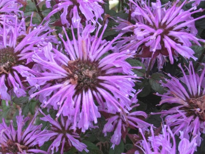 Monarda didyma Sugar Buzz® Blue Moon