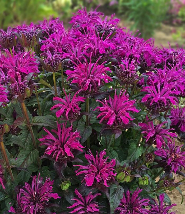 Monarda didyma Sugar Buzz® Rockin Raspberry
