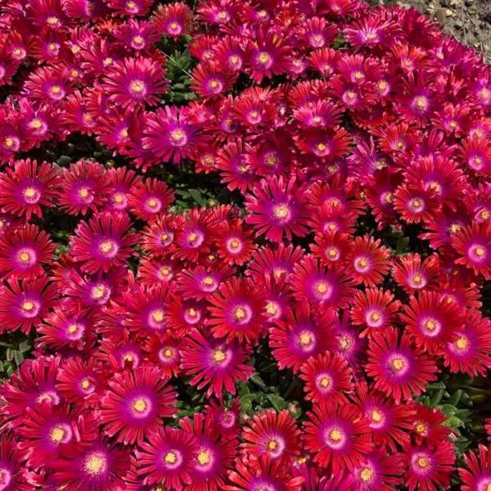 Delosperma Granita® Raspberry