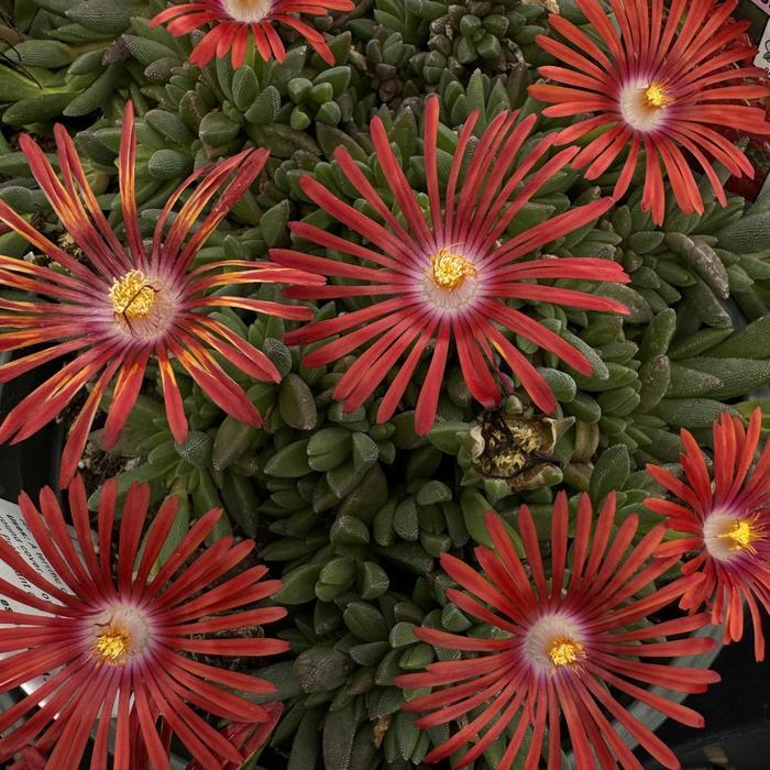 Delosperma Red Mountain® Flame
