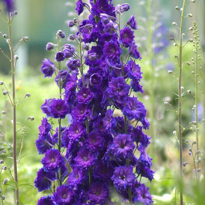Delphinium New Millennium Pagan Purples